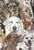 Year of the Dog poster