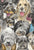 Year of the Dog poster