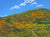 "Superbloom" open edition 3 archival print set