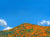 "Superbloom" open edition 3 archival print set