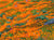 "Superbloom III" open edition archival print